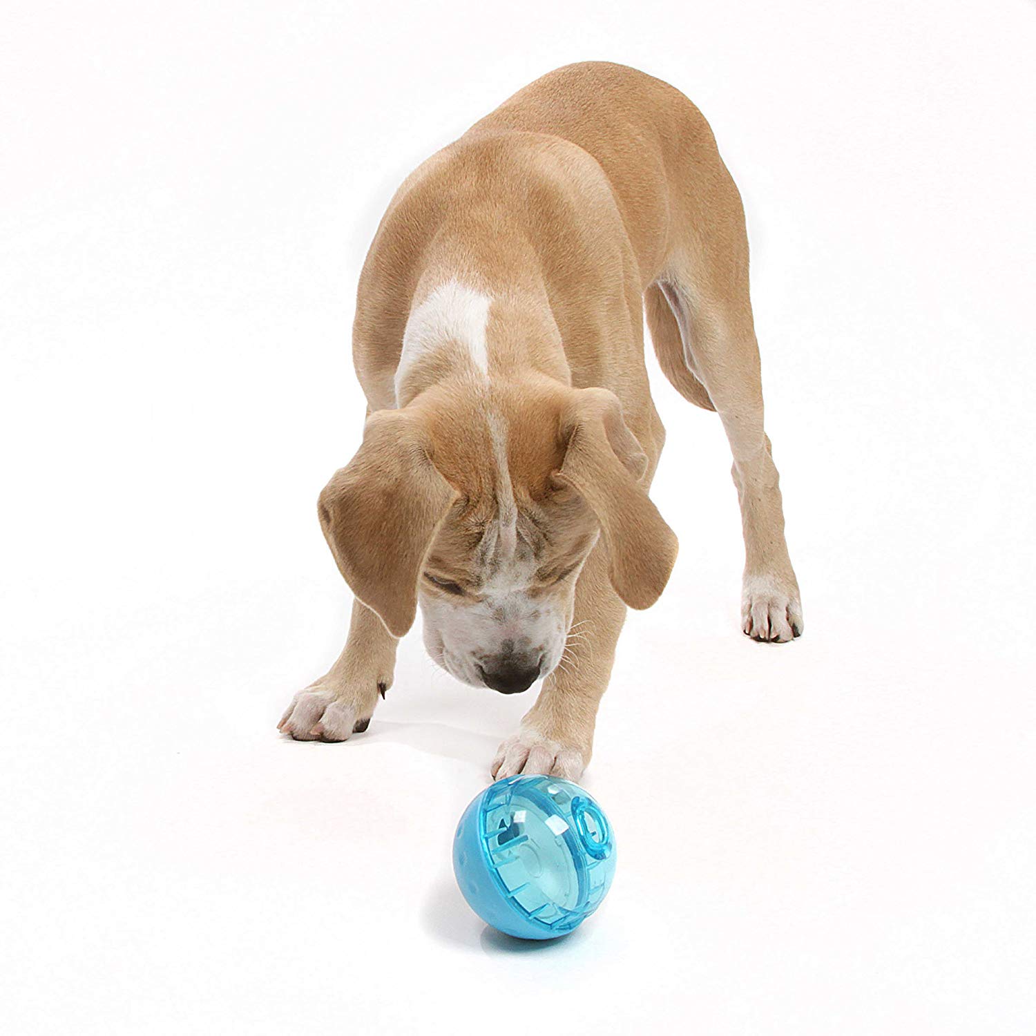 Pet Supplies : Pet Toy Balls : OurPets IQ Treat Ball Interactive